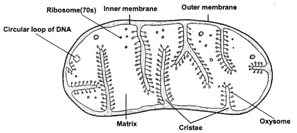 Chapter 15 Cellular Level of Organisation