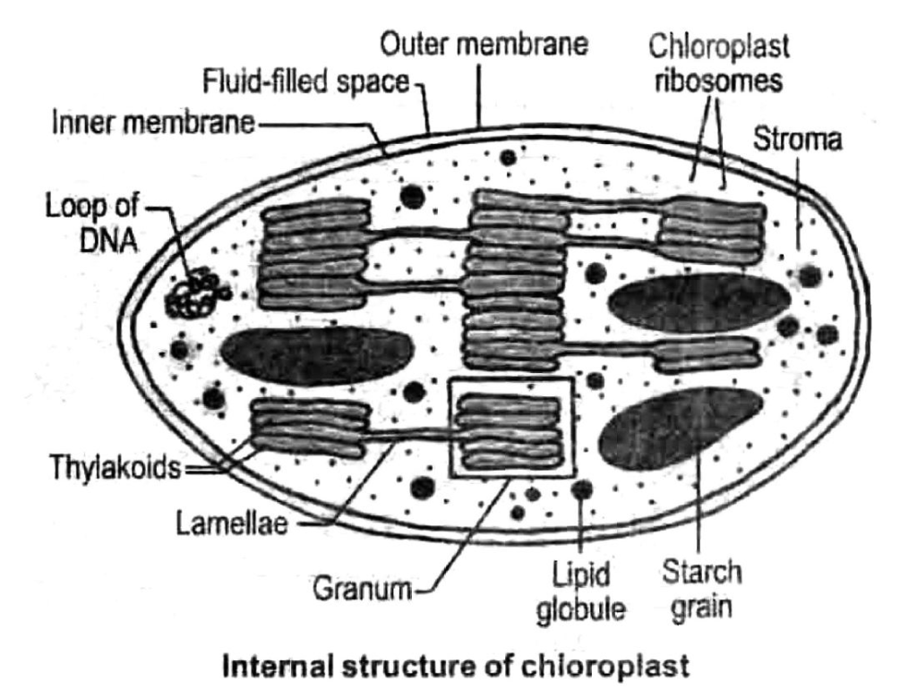 Chapter 15 Cellular Level of Organisation