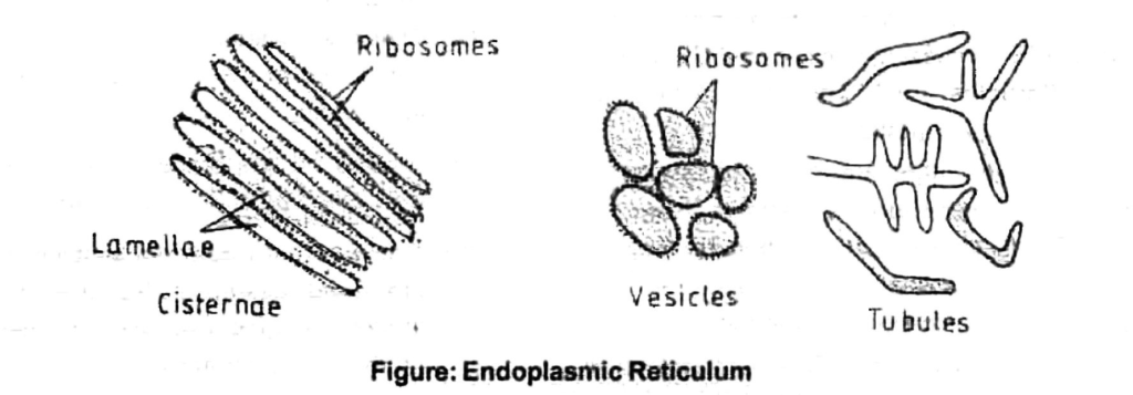 Chapter 15 Cellular Level of Organisation