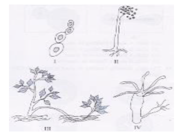 Practical Based Questions For class 10 Science Biology