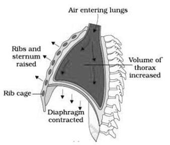 Breathing and Exchange of Gases Class 11 Biology Notes And Questions