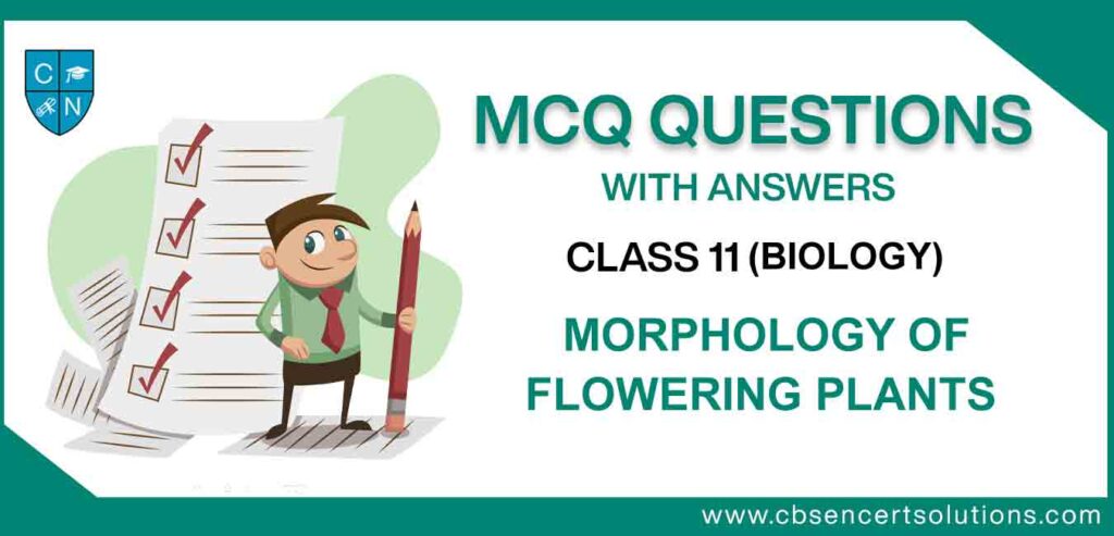 MCQ-Question-for-Class-11-Biology-Chapter-5-Morphology-of-Flowering-Plants.jpg