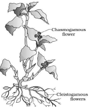 Sexual Reproduction in Flowering Plants Class 12 Biology Notes And Questions