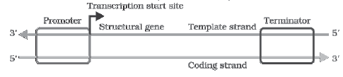 Molecular Basis of Inheritance Class 12 Biology Notes And Questions