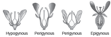 Morphology of Flowering Plants Class 11 Biology Notes and Questions