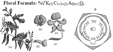 Morphology of Flowering Plants Class 11 Biology Notes and Questions