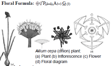 Morphology of Flowering Plants Class 11 Biology Notes and Questions