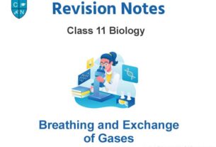 Breathing and Exchange of Gases Class 11 Biology Notes