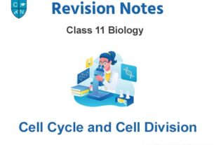 Cell Cycle and Cell Division Class 11 Biology