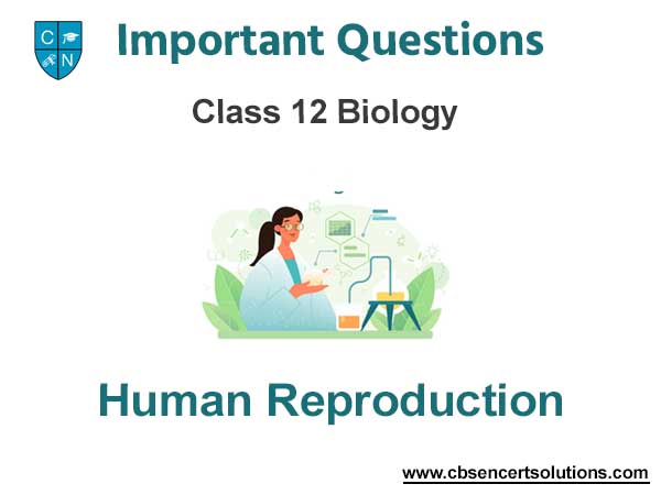 Human Reproduction Class 12 Biology Important Questions