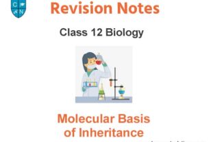 Molecular Basis of Inheritance Class 12 Biology