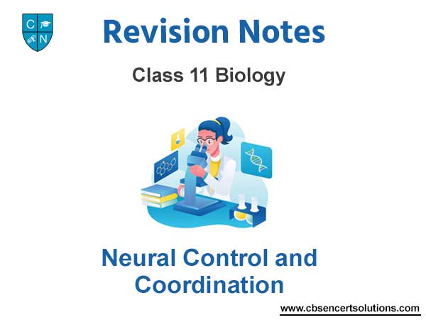Neural Control and Coordination Class 11 Biology