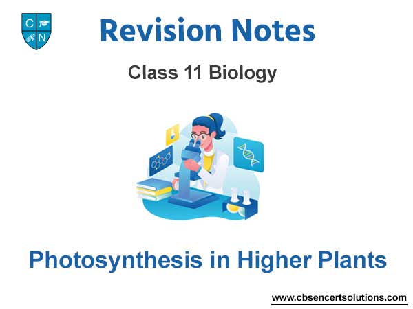 Photosynthesis In Higher Plants class 11 notes