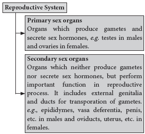 Human Reproduction Class 12 Biology Notes And Questions