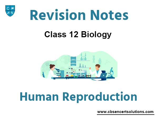 Human Reproduction Class 12 Biology