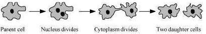 How do the Organisms Reproduce Class 10 Science Important Questions
