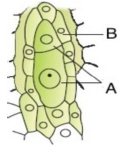 MCQ Question for Class 11 Biology Chapter 3 Plant Kingdom
