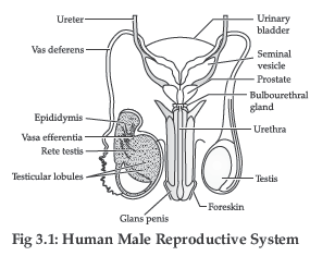 Class 12 VBQs Biology Human Reproduction