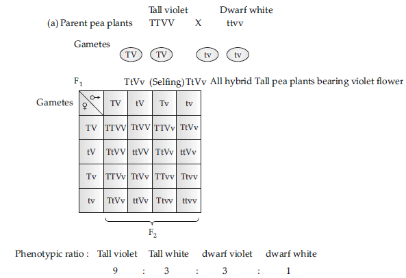 Class 12 VBQs Biology Principles of Inheritance and Variation