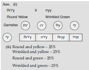 Class 12 VBQs Biology Principles of Inheritance and Variation