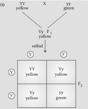 Class 12 VBQs Biology Principles of Inheritance and Variation