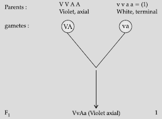 Class 12 VBQs Biology Principles of Inheritance and Variation