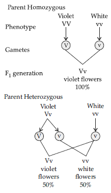 Class 12 VBQs Biology Principles of Inheritance and Variation