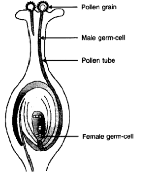 Class 10 VBQs Science How do the Organisms Reproduce