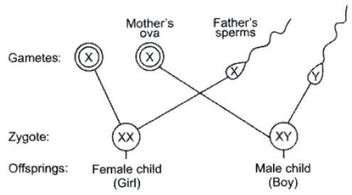 Class 10 VBQs Science Heredity And Evolution