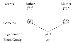 Class 12 VBQs Biology Principles of Inheritance and Variation
