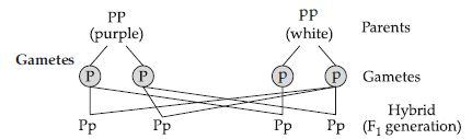 Class 12 VBQs Biology Principles of Inheritance and Variation
