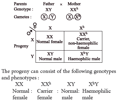 Class 12 VBQs Biology Principles of Inheritance and Variation