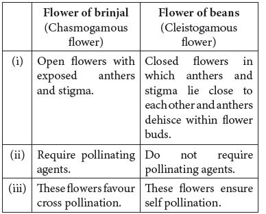 Class 12 VBQs Biology Sexual Reproduction in Flowering Plants