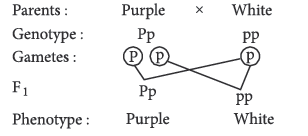 Class 12 VBQs Biology Principles of Inheritance and Variation