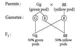 Class 12 VBQs Biology Principles of Inheritance and Variation