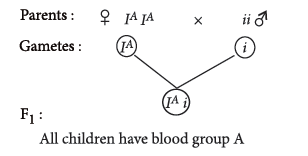 Class 12 VBQs Biology Principles of Inheritance and Variation