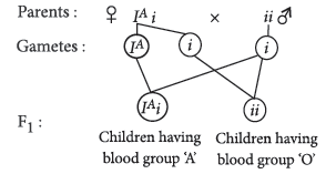 Class 12 VBQs Biology Principles of Inheritance and Variation