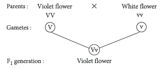 Class 12 VBQs Biology Principles of Inheritance and Variation