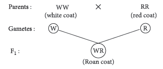 Class 12 VBQs Biology Principles of Inheritance and Variation