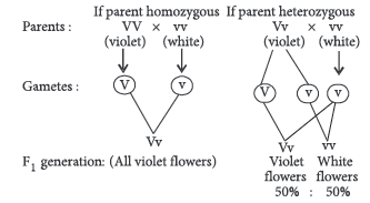 Class 12 VBQs Biology Principles of Inheritance and Variation