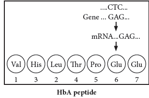 Class 12 VBQs Biology Principles of Inheritance and Variation