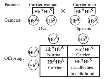 Class 12 VBQs Biology Principles of Inheritance and Variation