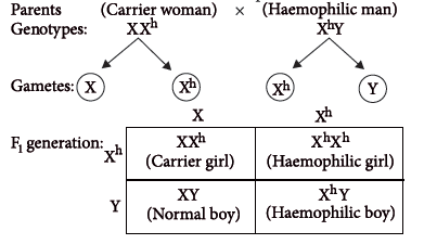 Class 12 VBQs Biology Principles of Inheritance and Variation