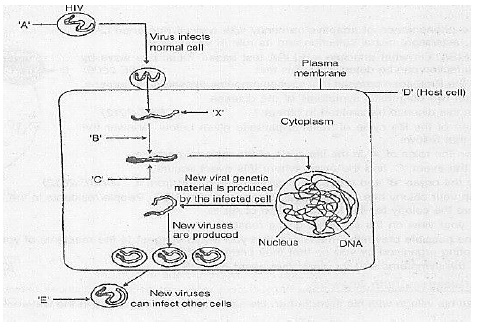 Class 12 VBQs Biology Human Health and Diseases